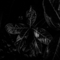 A pristine world ? Wandering through Switzerland's cities