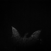 A pristine world ? Wandering through Switzerland's cities