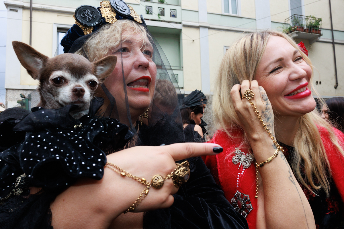 The stylish dog and its friends