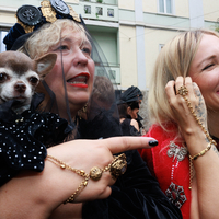 The stylish dog and its friends