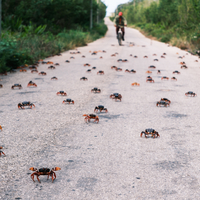 rush hour: crabs migrating across the road in Cuba