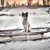 People of the Far Frost