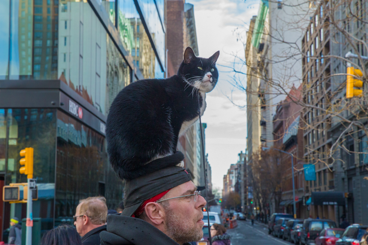 Cat On the Hat