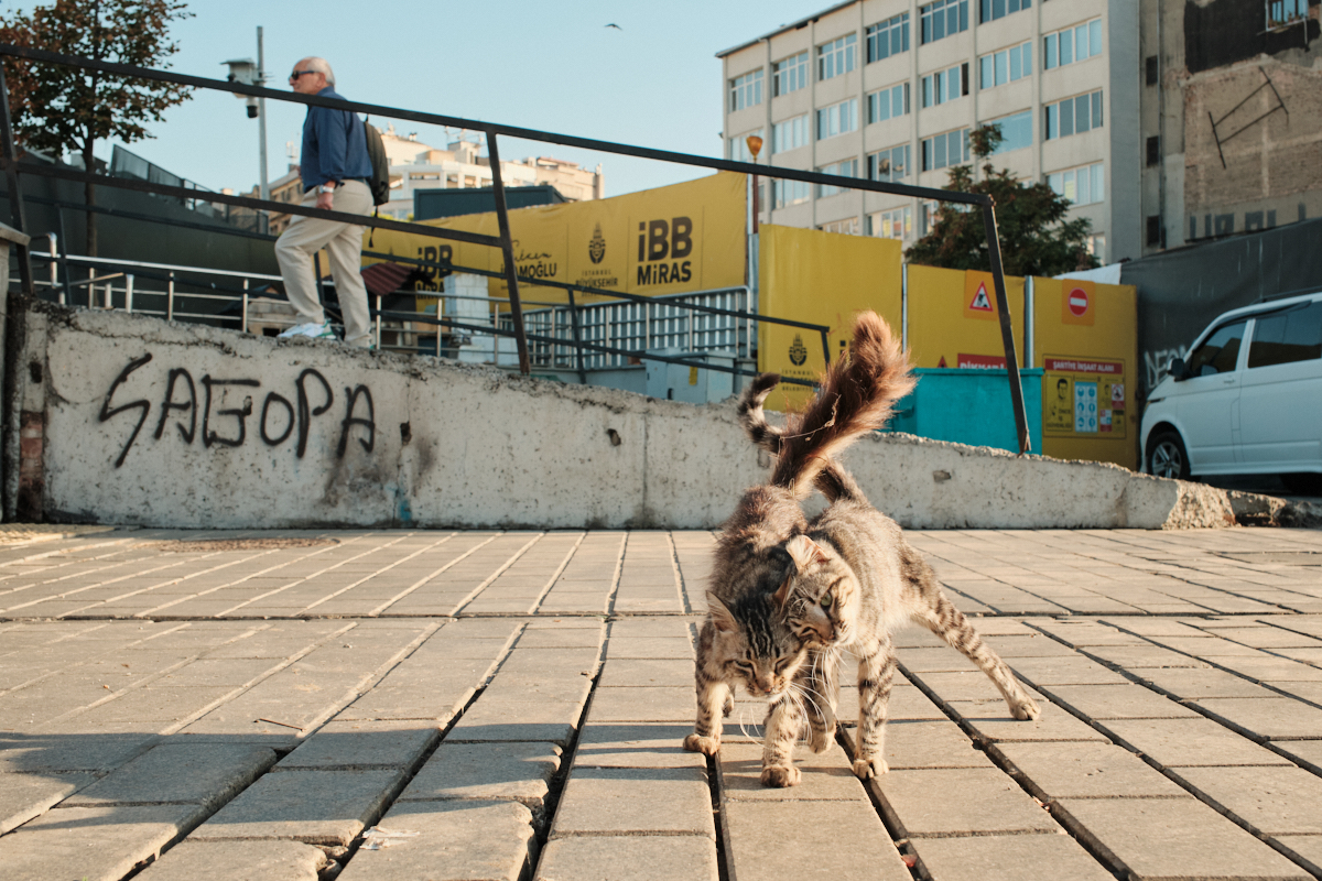 Istanbul - City of Cats
