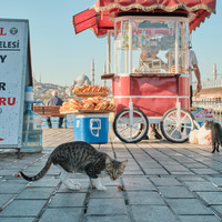 Istanbul - City of Cats