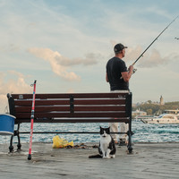 Istanbul - City of Cats