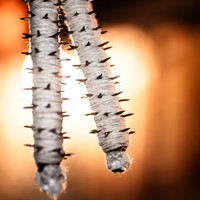 Ánimas, flagelantes y encruzados