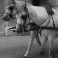 Horsemen of Memories