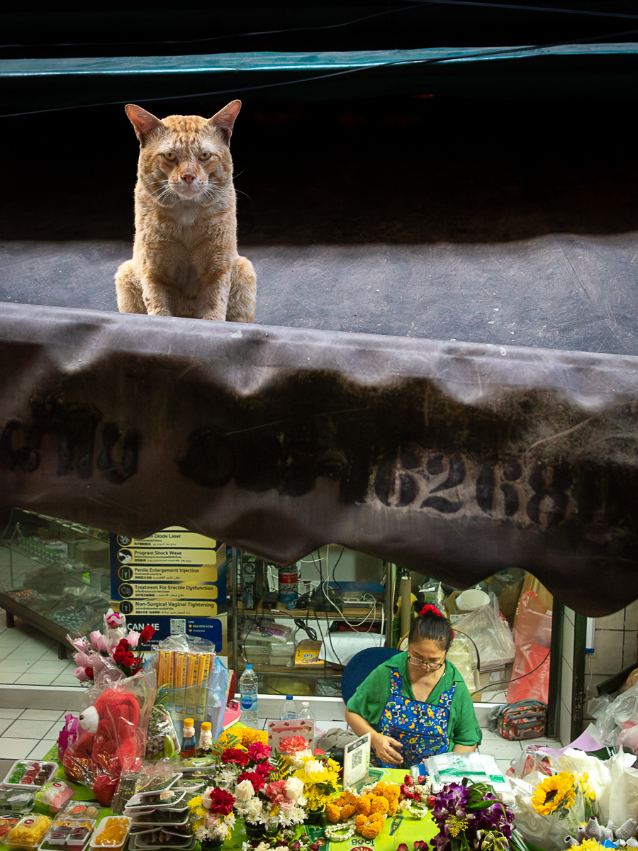 Unexpected Encounters – Bangkok’s Quiet Absurdities