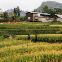Whispers of Sapa: Childhood in the Heart of Vietnam