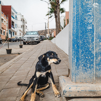 Art de vivre et surf à la Marocaine.